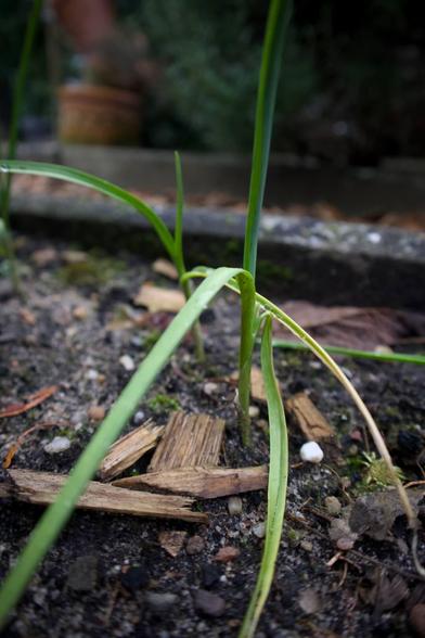 Another close-up of two young garlic plants growing in soil. The plants have long, thin green leaves. The surrounding soil contains bits of mulch, small rocks, and moss. In the background a garden setting with blurred greenery is visible.
