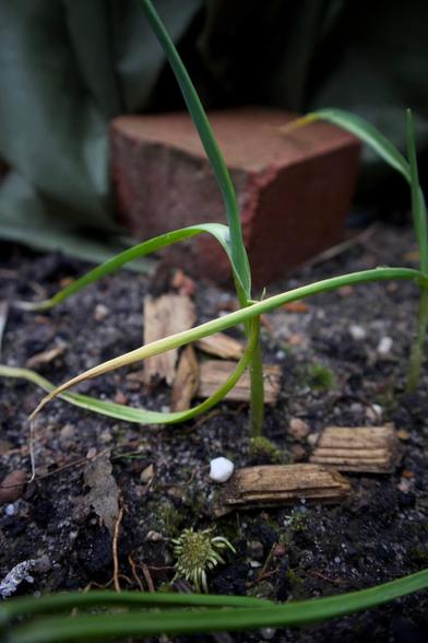 This image shows a close up of a young garlic plant with green leafs. The plant is growing in dark, moist soil with some mulch and organic matter. There is a brick and green tarp in the background.