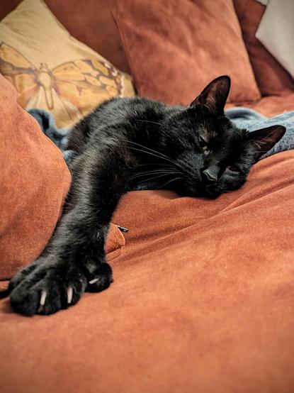 Beautiful black cat with polydactyl paw outstretched towards the camera on a red sofa.
