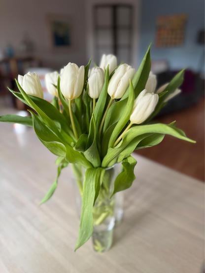 Fresh white tulips with green leaves in a clear vase