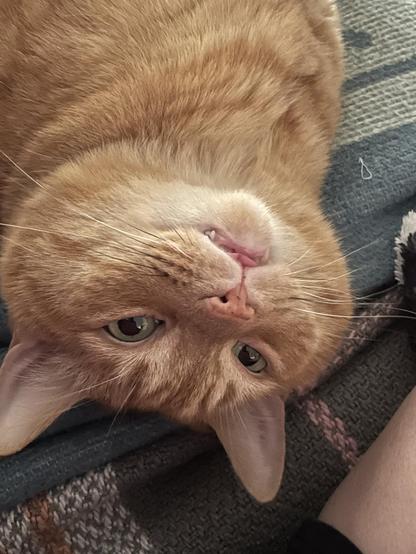 Ed, the orange tabby cat, turned upside down, staring at me with his tongue partially out