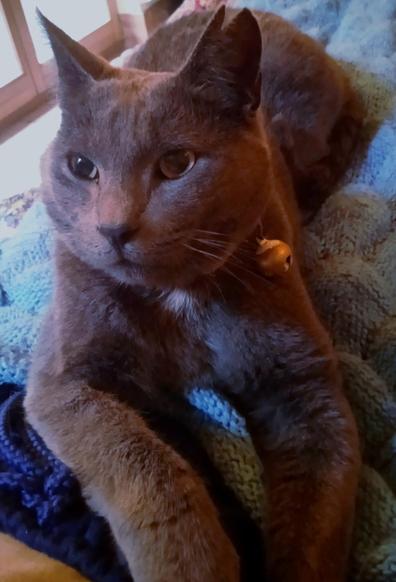 A large blue grey cat with a notched ear, lounging on his Hyman's stomach and blankets.