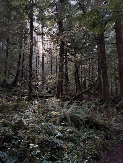 A lush forest of old growth pines, moss, and ferns covering the ground. Sunlight peaks around a tree in the upper left quadrant of the photo, casting a shadow and light beams onto the ferns below. Taken in Olympic National Park. 