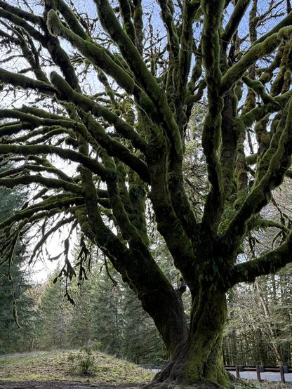 A monstrous old-growth tree stretches skyward, its trunk is twisted and separated at the bottom into two full-size trees whose many spidering limbs intertwine. All the trunks and limbs are coated in a fuzzy green moss, giving the whole tree a dark green color. Taken in Olympic National Park. 