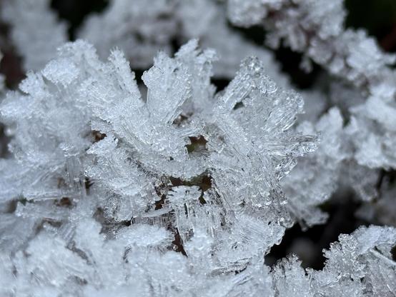 A macro-close shot of ice crystals as they consumed every edge of a fern until the plant was unrecognizable. The clear and white crystals jut out in all directions like rock candy. The cold valley this was taken in was heavy with fog at the time and seemed to be generating the crystals? Taken in Olympic National Park. 