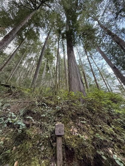 This wide angle picture looks skyward from the base of a trail in a towering old-growth pine forest. A small sign indicating “Falls Loop” with an arrowhead pointed left stands at the bottom of the photo. Behind it are a hill of ferns, and farther up the hill stretch tens of massive trees, with blue sky peaking through the branches. Taken in Olympic National Park. 