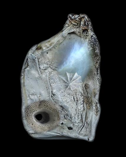 Digital collage made of photo cutouts of a melted plastic bottle with inserts of sea shells and a mother of pearl, on a black background.