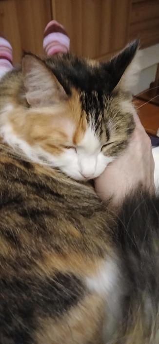 Gata calicó de pelo semilargo. Hecha un rosco con la mejilla derecha apoyada en mi mano derecha con la que le rascaba tras la oreja. Estoy sentada con el sofá reclinado y ella tumbada encima de mí. Por eso se ven mis pies por encima de su cabeza a lo lejos. Los calcetines son de diferentes tonos de rosa a burdeos.