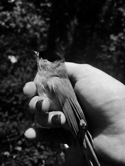 A black-and-white photograph of a small bird resting gently in a hand, the detailed texture of the feathers contrasting with the smooth skin of the hand.