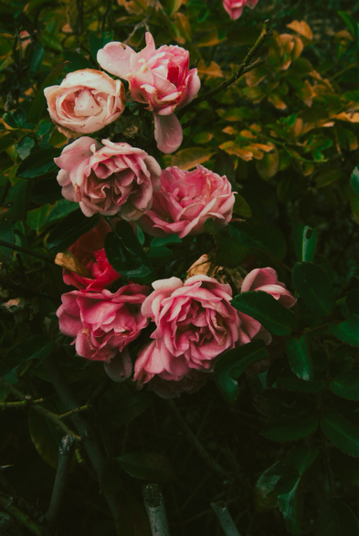 A cluster of soft pink roses in bloom surrounded by dark green foliage, creating a vivid yet melancholic atmosphere.