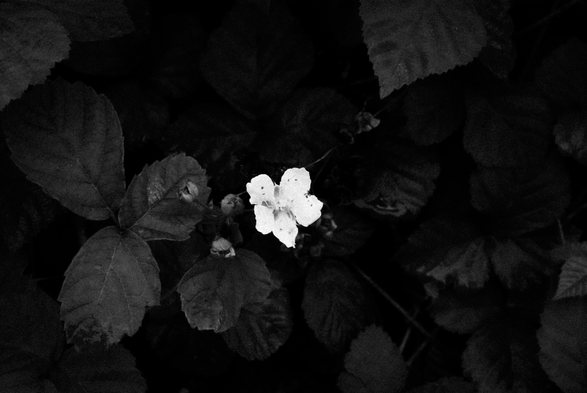 Black and white picture picture of a bush of wild strawberries; there is a white flower in the center of the composition which contrasts with the almost entirely black background 