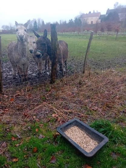 Une photo de 3 ânes impatients devant une bassine de graine.