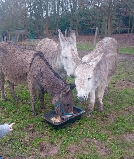 Une photo de 3 ânes en train de manger des graines. Il y a aussi sur la gauche, un doigt qui pointe l'un des 3 ânes, qui le regarde.