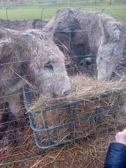 Une photo un peu flou de 3 ânes qui mangent du foin. On peut aussi y voir dans un coin, un bout de main. L'âne de gauche a son oreille gauche vers l'avant.