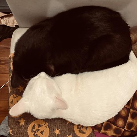 From above, we see a black cat and a white cat pressed against each other in a loving snuggle