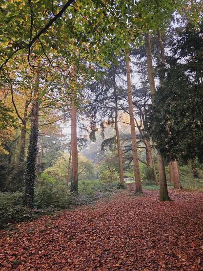 Autumn vibes, the picture was taken in a Park. The ground is covered in autumn coloured leaves. The whole park is filled with a hazy sky, light is trying to fight it's way through. Trees are partially green and their leaves are starting to turn yellow.