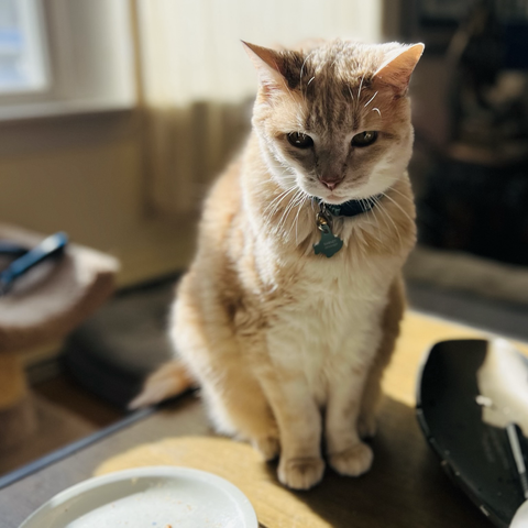 Pictured is a medium sized tan & white cat sitting on a table with the sun at his back. 