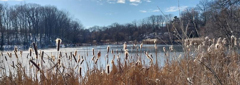 Golden dry Cat tails starting to explode fluffy seeds in foreground. Icy blue lake and blue sky make up background