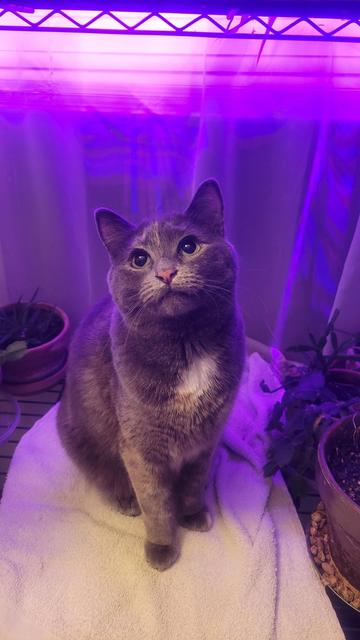 Small torti cat sitting among plants under a grow light. 