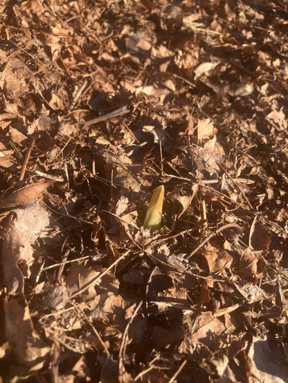 A single Garlic sprout among leaf mulch