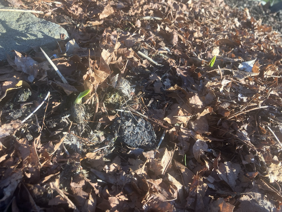 Two garlic sprouta among leaf mulch, and a stepping stone to the top left