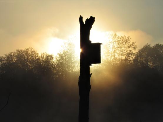 A bird box fixed to a dead tree in silhouette. The rising sun is behind it and illuminates the mist rising from the lake in which it stands. There are trees mostly in silhouette in the background.