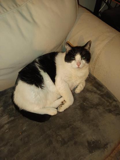 Pauly, ein schwarzweiß gefleckter Kater liegt entspannt auf einem weißen Sofa.Er sieht direkt in die Kamera. Er ist ein wenig übergewichtig, manche würden sagen fett