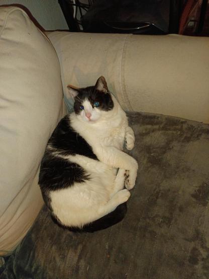 Pauly, ein schwarzweiß gefleckter Kater liegt entspannt auf einem weißen Sofa.Er sieht direkt in die Kamera. Er ist ein wenig übergewichtig, manche würden sagen fett