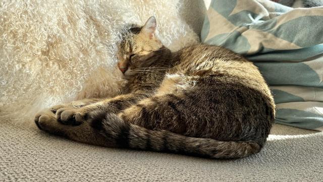 Ein braun getigerter Hauskatze schläft zusammengerollt auf einem hellen Sofa. Ihr Kopf ruht auf einem flauschigen, weißen Kissen, während ihr Körper von warmem Sonnenlicht angestrahlt wird. Im Hintergrund liegt ein weiteres Kissen mit einem blauen und weißen Muster. Die Katze wirkt entspannt und gemütlich.