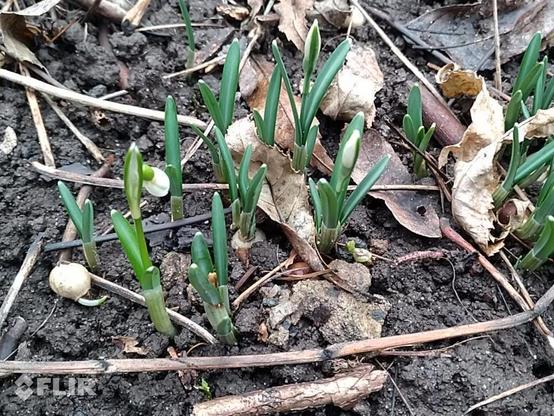 (knospende) Kleine Schneeglöckchen
galanthus nivalis
common snowdrop
perce-neige
