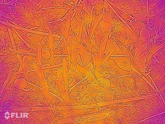 FLIR - Fehlfarbenbild
der (knospenden) Kleinen Schneeglöckchen
galanthus nivalis
common snowdrops
magenta meens colder, yellow warmer
Delta: 5,5°C - 3,7°C