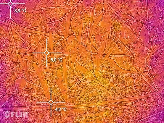 FLIR - Fehlfarbenbild
der (knospenden) Kleinen Schneeglöckchen
galanthus nivalis
common snowdrops
magenta meens colder, yellow warmer
Marker 1: Periphere Bodentemperatur 3,9°C
Marker 2: Bodentemperatur im Bereich einer Zwiebel 4,8°C
Marker 3: Temperatur einer Blüte 5,0°C
Kamera: CAT S61