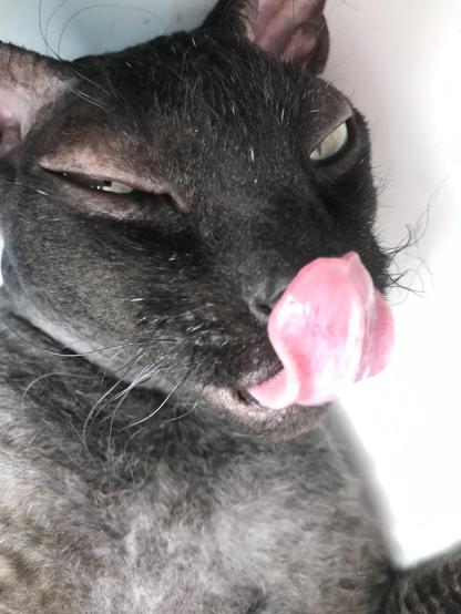 a black cat named Yusia shows her tongue
