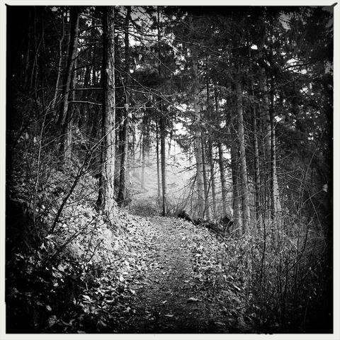 Un sentiero semi coperto dalle foglie secche nel bosco 