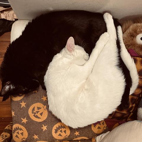 Seen from above, a black cat and a white cat wrapped around each other in sleep on a couch with a pumpkin print fabric, with a teddy bear in the corner
