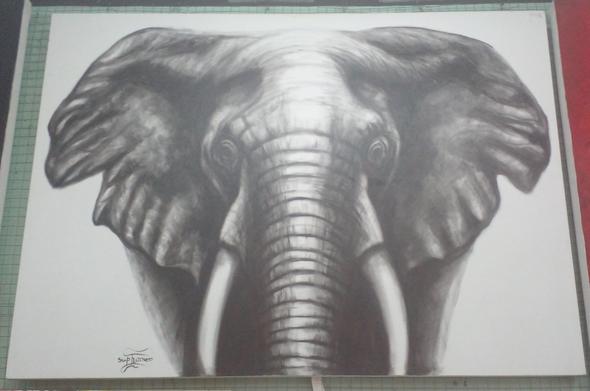 a black and white painting of a male elephant seen from his knees up, a white background, facing the viewer 