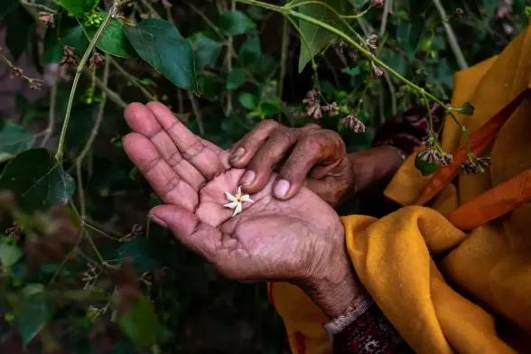 A widow with a small white flower she has picked to offer the deities during daily prayers.