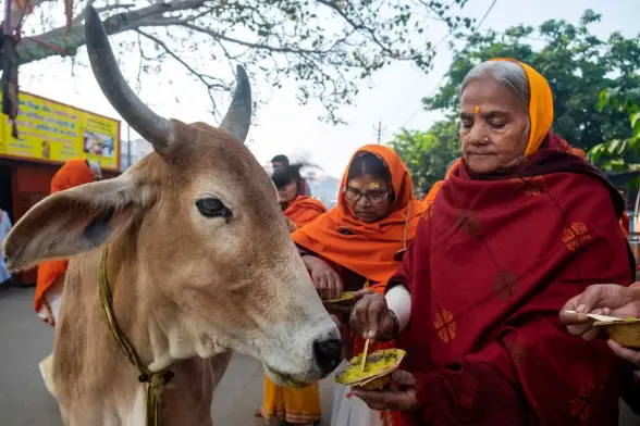Originally from Chhattisgarh, Pandey has two sons, but they lost touch with her after her husband died a year and a half ago. She came to Vrindavan without telling anyone after seeing a television advert for an ashram. She says she is at peace and wants to spend her remaining days here.