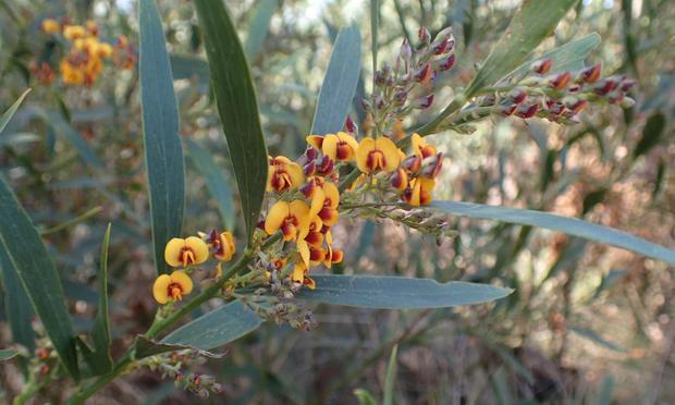 Long green leaves and green stem/branch 
Yellow leaves and dark red centre “pea” flowers 