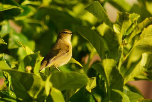 Vemos un Mosquitero común que nos mira en una de sus fugaces paradas, pues no deja de revolotear de forma rápida entre las hojas del limonero.   Su plumaje es principalmente amarillento en la parte de abajo y verdoso opaco en la parte superior. El pico es pequeño y de color negro, así como sus patas y sus ojos. 
