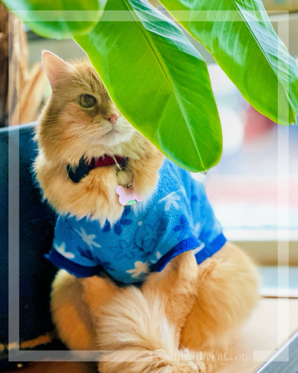 Sintra the Cat is superpawsing his momma under the banana tree 😽🍌