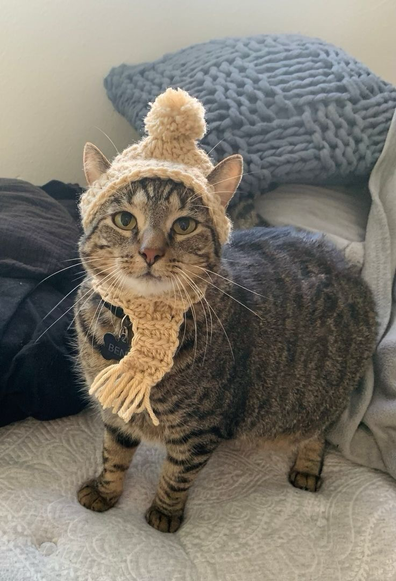 Cat with a knitted hat