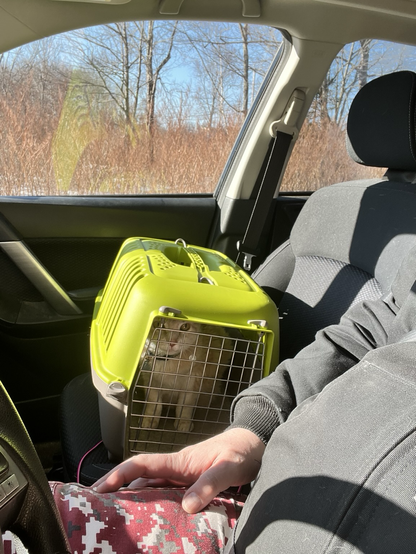 A small tan cat in a green pet carrier sits in a car seat. 