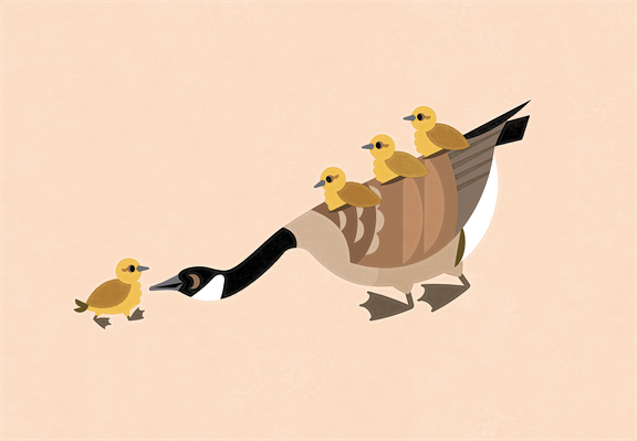 Goose bus! Flat illustration of an adult Canada Goose with three goslings on board (nestled on top of their wing). The adult is lowering their head down to a fourth gosling about to get on. 