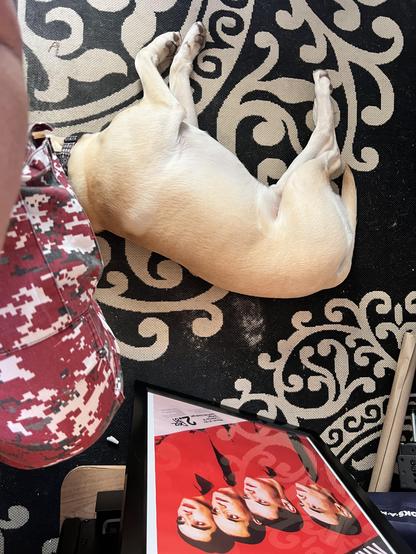 Overhead shot of a yellow lab lying on a black and white carpet next to a seated human wearing red black and white camouflage pants. Nearby is a Kraftwerk poster from their album THE MAN MACHINE