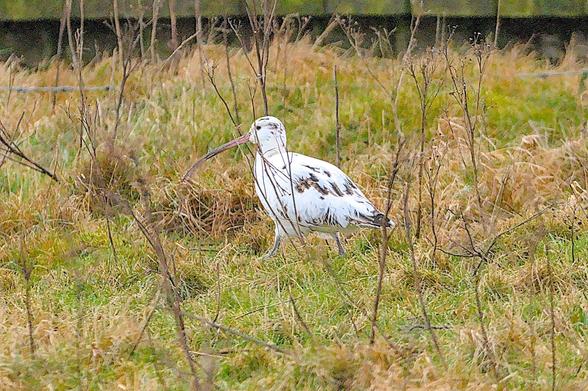 A Curlew walking in rough pasture, what is distinctive about this bird is its mainly white plumage with a few patches of brown and black feathers. These feather patterns make this bird easy to identify.