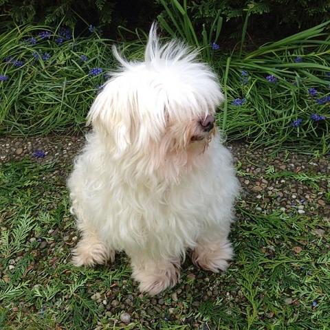 #bichon #maltese