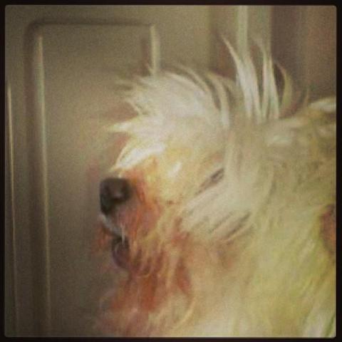#bichon #maltese #cresta