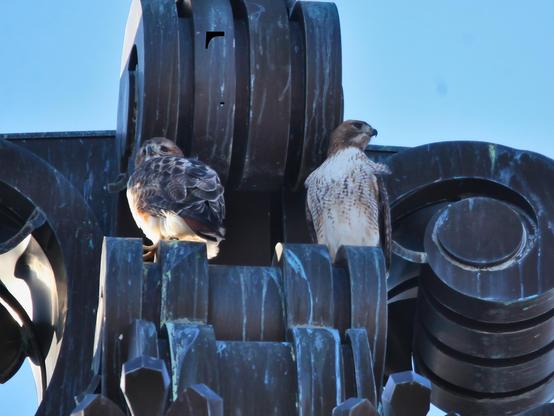 A pair of red-tailed hawks sitting on top of a building under a fish-shaped weathervane. Cloudless blue sky in the background. 