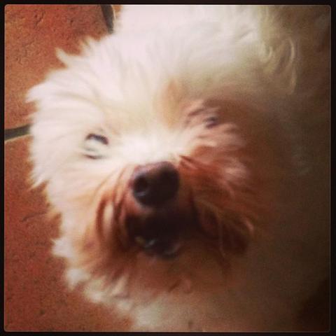 #bichon #maltese #dog